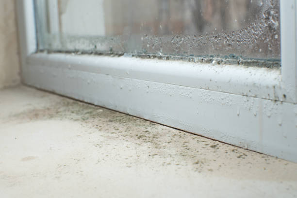  Wayne, MI Mold Removal Pros